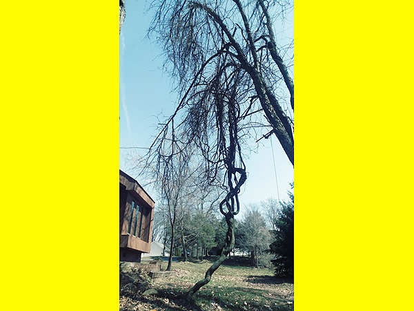 So you say it's a really tall tangled vine, really close to a brand new $20 000 sun room?  Right!...